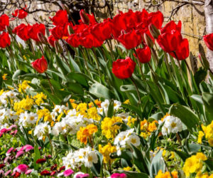 Tulipan