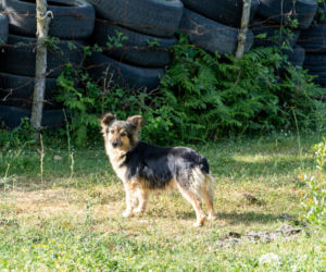 Oskarżył proboszcza z Lublina o zastrzelenie psa