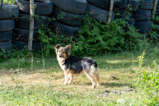 Oskarżył proboszcza z Lublina o zastrzelenie psa