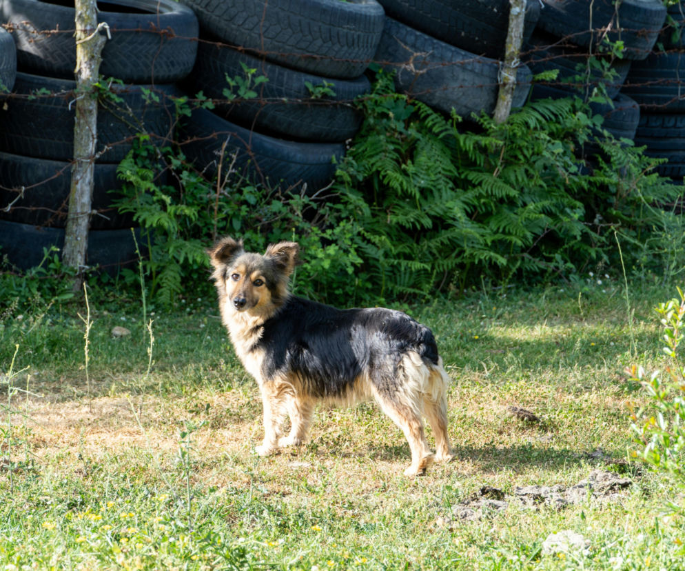 Oskarżył proboszcza z Lublina o zastrzelenie psa