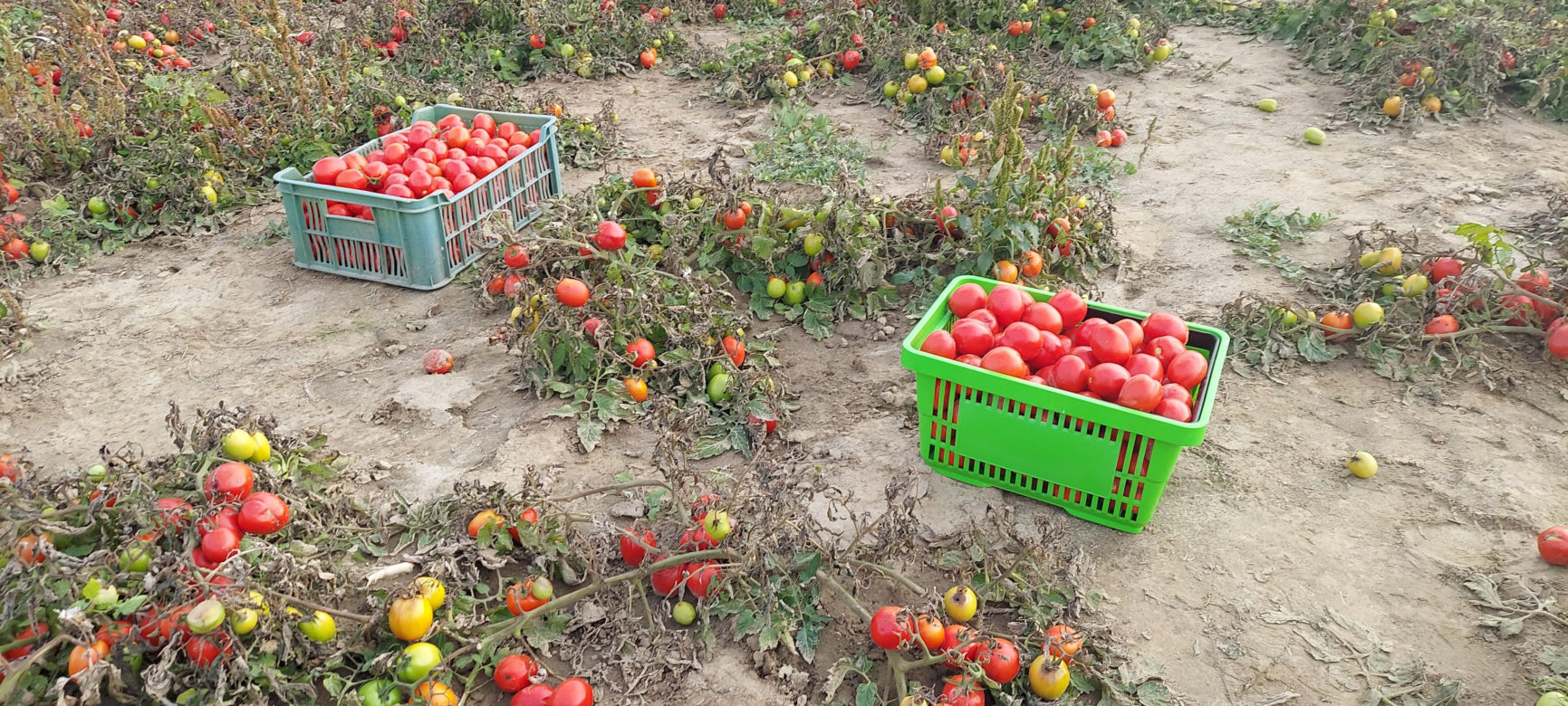 Samozbiory pomidorów na plantacji w Niewirkowie cieszą się powodzeniem