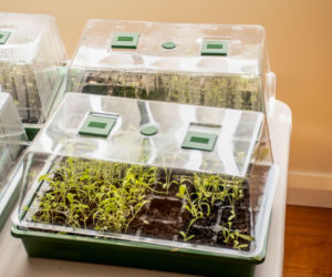 Uprawa rozsady w miniszklarence