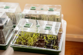 Uprawa rozsady w miniszklarence