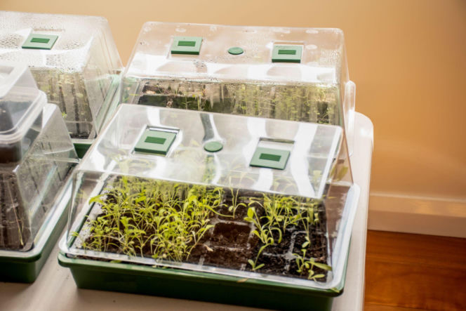 Uprawa rozsady w miniszklarence