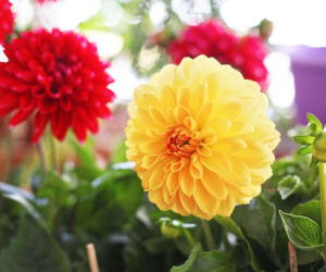Dalie na balkon