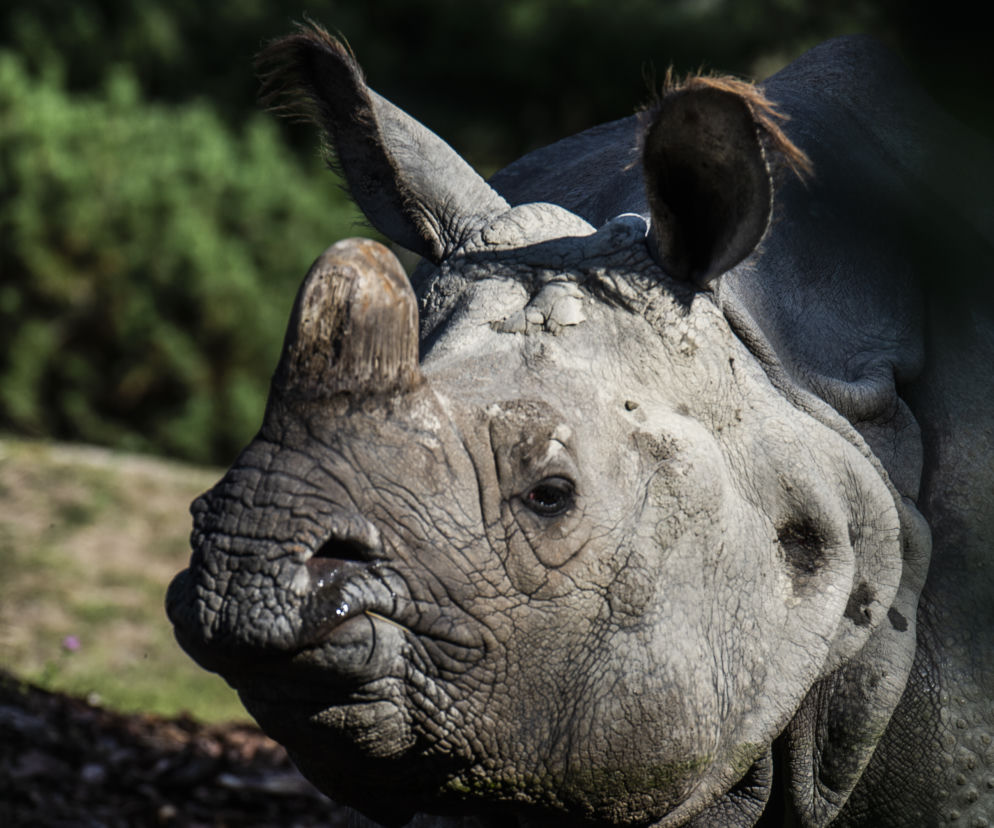 Nosorożec - to między innymi tymi zwierzętami zajmować się będzie młodszy opiekun zwierząt kopytnych w warszawskim ZOO