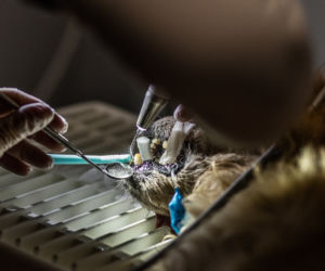 Pies Gizmo u dentysty