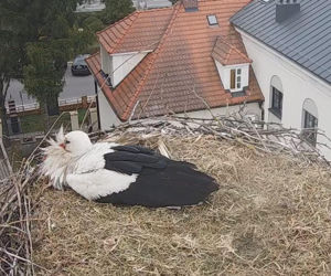 Przygodzice. Jest pierwsze jajo!