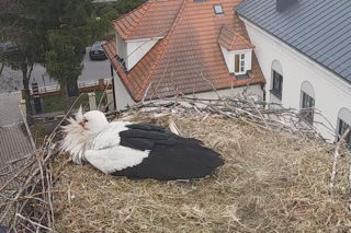 Przygodzice. Jest pierwsze jajo!