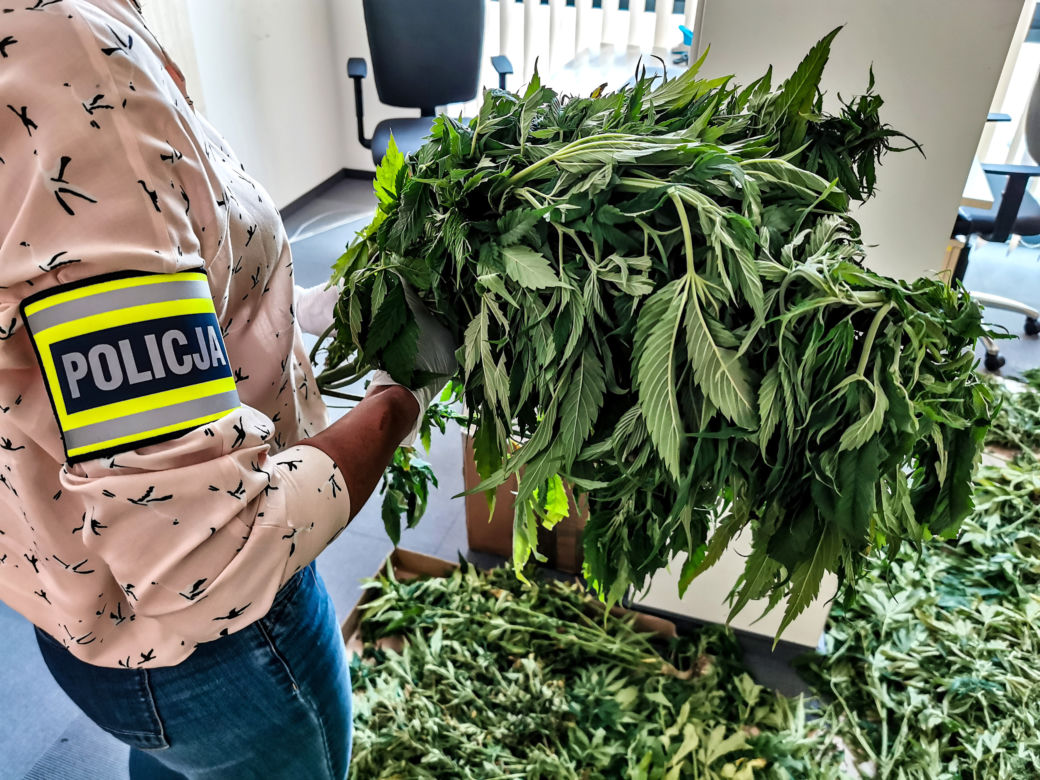 Plantacja marihuany w gminie Wasilków