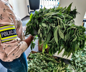 Plantacja marihuany w gminie Wasilków