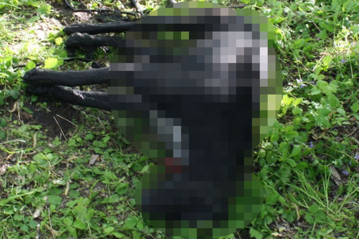 Zwyrodnialec z Brodnicy wziął psa z ogłoszenia i pieniądze na karmę, tylko po to żeby zabić zwierze