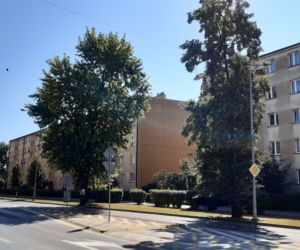 Wycinka drzewa oprotestowana