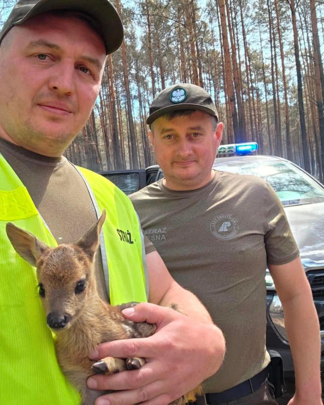 Uratowali z pożaru koźlę sarny