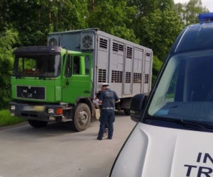 Po kontroli ITD świnie przesiadły się do innej ciężarówki