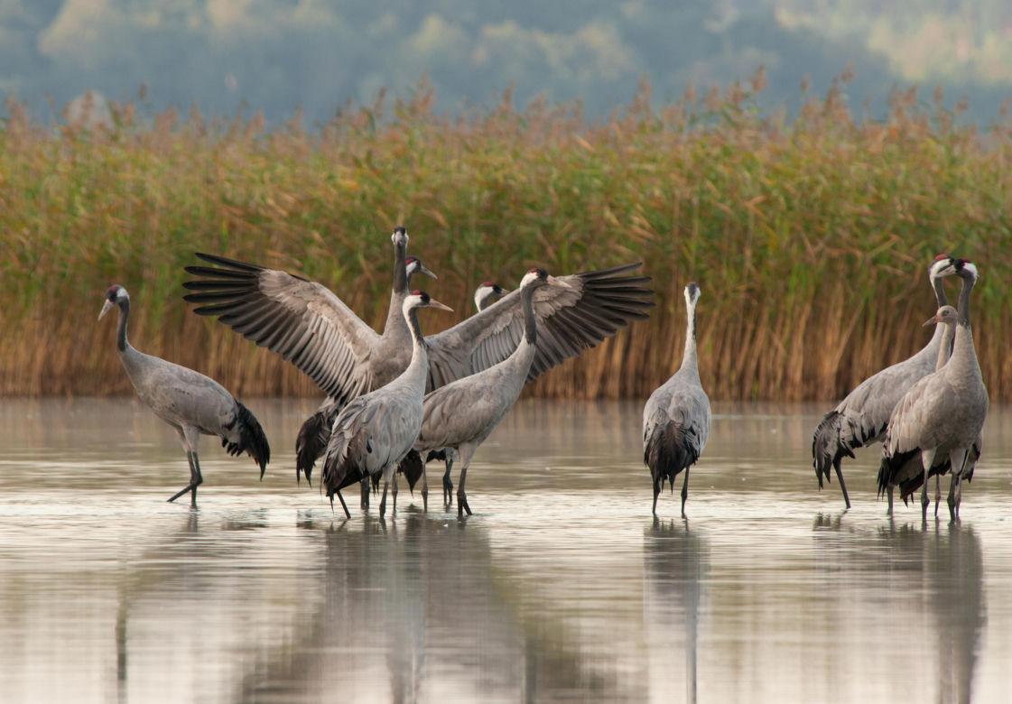 Bory Tucholskie