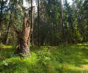 Szlak Powstania Styczniowego w Puszczy Knyszyńskiej - Supraśl