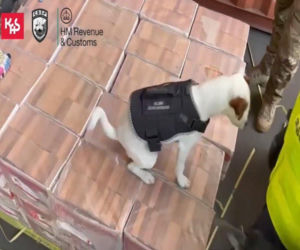 Przemyt za ponad 150 mln zł. Służby przejęły tonę heroiny