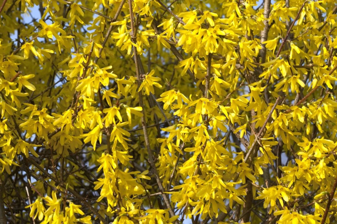 Forsycja
