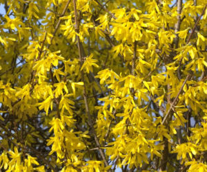 Forsycja