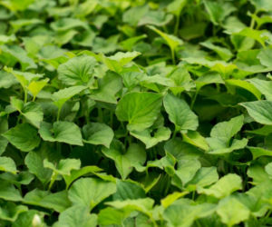 Pstrolistka sercowata