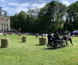 Daisy Days w Pszczynie przyciągnęły tłumy turystów
