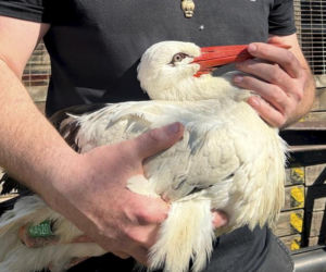 Okrutny atak na bociana. Został postrzelony zaraz po wypuszczeniu na wolność