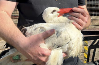 Okrutny atak na bociana. Został postrzelony zaraz po wypuszczeniu na wolność
