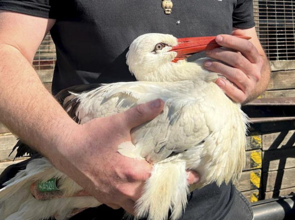 Okrutny atak na bociana. Został postrzelony zaraz po wypuszczeniu na wolność