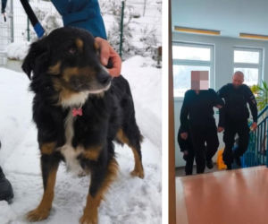 Interwencja świadka uratowała Bambiego! Nie do wiary, co robił z nim właściciel [GALERIA]