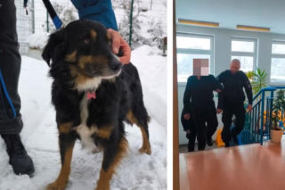 Interwencja świadka uratowała Bambiego! Nie do wiary, co robił z nim właściciel [GALERIA]