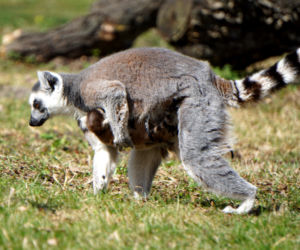 Sześć małych królów Julianów we wrocławskim zoo