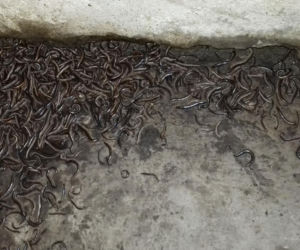Obrzydliwe krocionogi w Dąbrowie Górniczej 