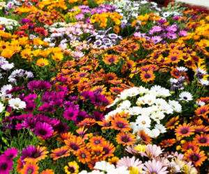Osteospermum
