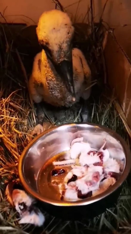 Bocianki jedzą 12 razy dziennie. Zobacz zdjęcia z Ośrodka Zwierząt Chronionych w Przemyślu