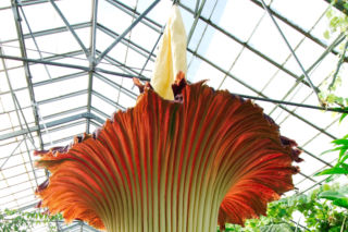 DZIWIDŁO OLBRZYMIE w Warszawie zakwitnie - śmierdzący gigant to hit Ogrodu Botanicznego UW