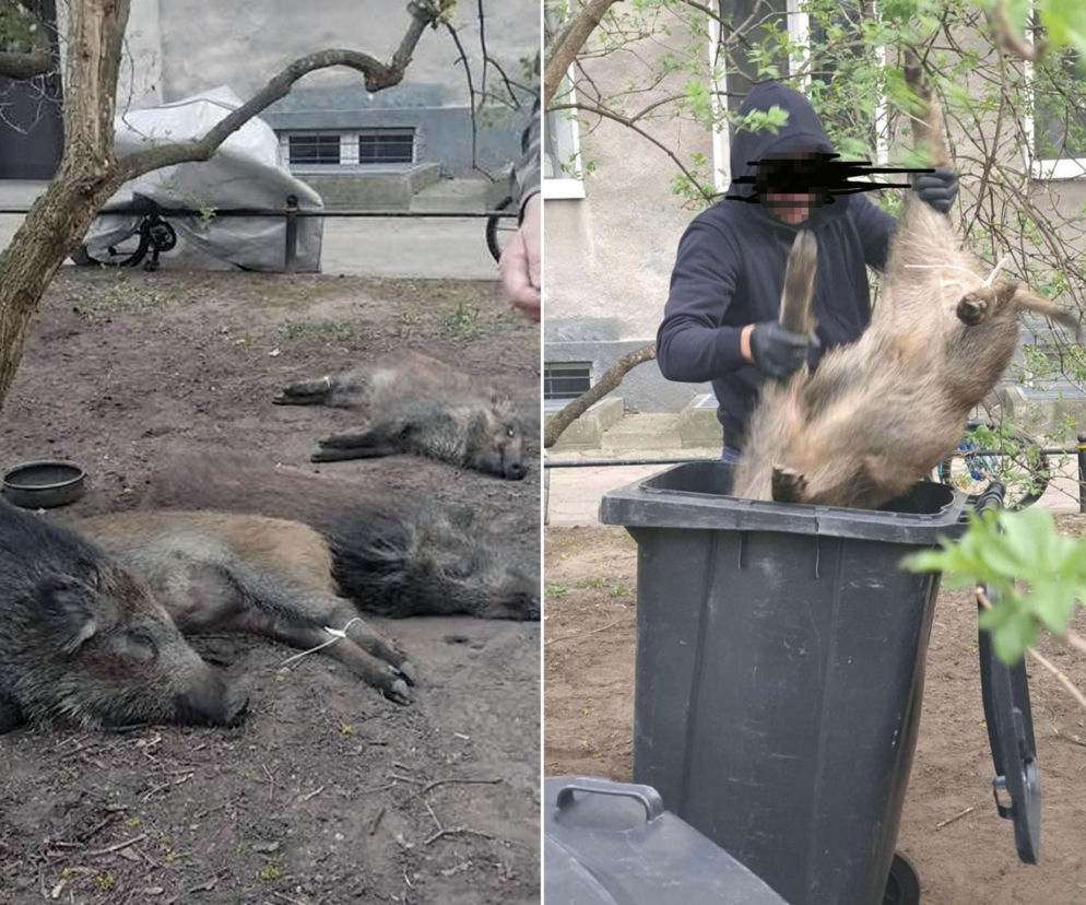 Na Bemowie uśmiercono stado dzików. W sieci burza. Ratusz tłumaczy: „Innego wyjścia nie było”