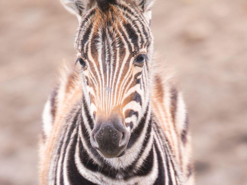 W ZOO Wrocław urodziła się nowa zebra