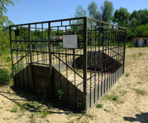 Wygłodniałe dziki terroryzują ludzi. Dramat działkowców z Lublina