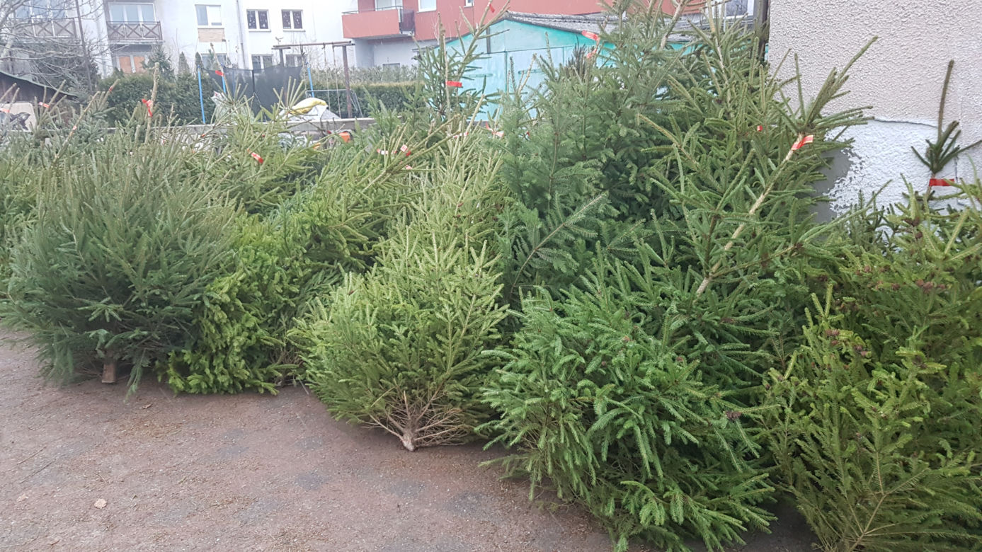 Gdzie kupić choinkę w Toruniu?