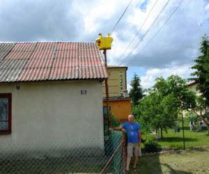 Szpaki straszą piratów