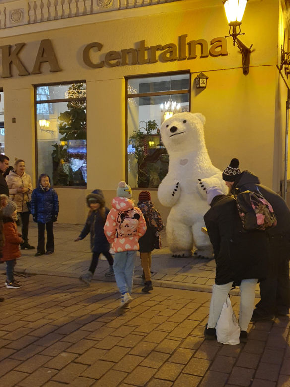 Biały Miś na toruńskiej starówce