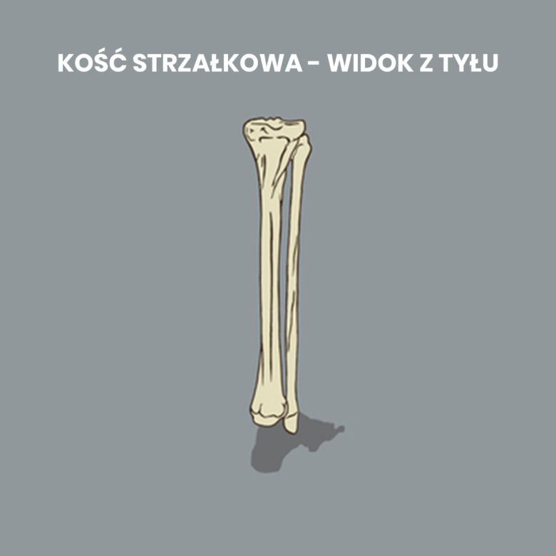 Najważniejsze funkcje