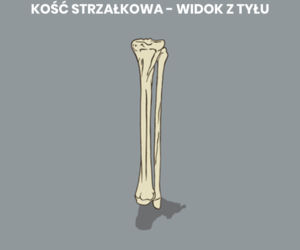 Kość strzałkowa