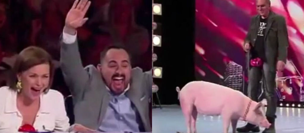 Mam talent 7. DEFEKUJĄCA świnia Raćka została ulubienicą publiczności! [WIDEO]