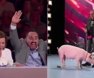 Mam talent 7. DEFEKUJĄCA świnia Raćka została ulubienicą publiczności! [WIDEO]