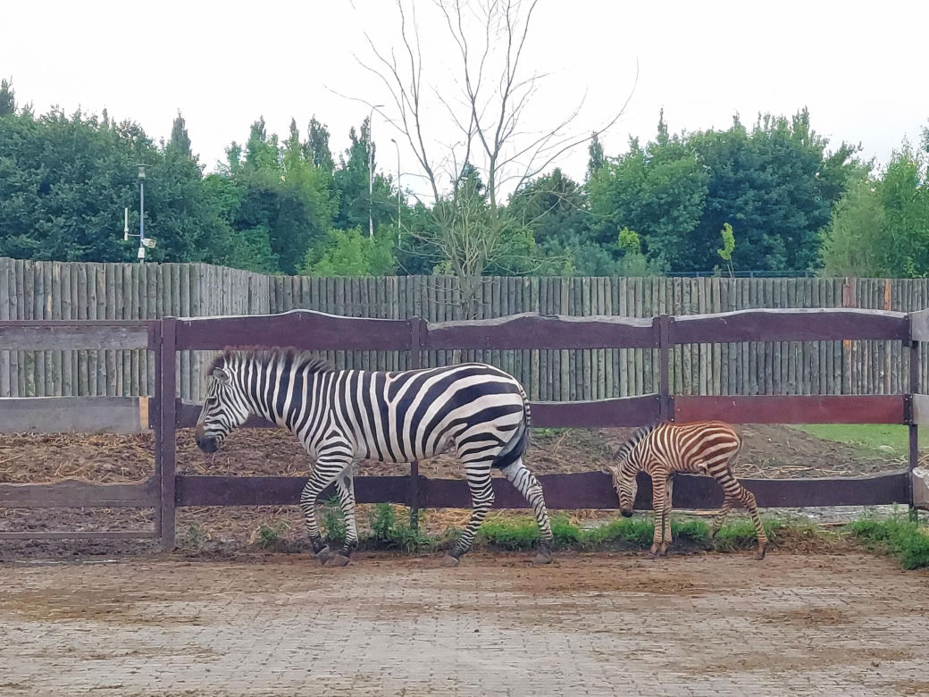 Mała zebra w zamojskim ZOO