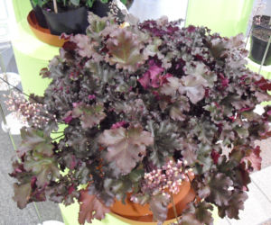 Żurawka ‘Agata’ 
