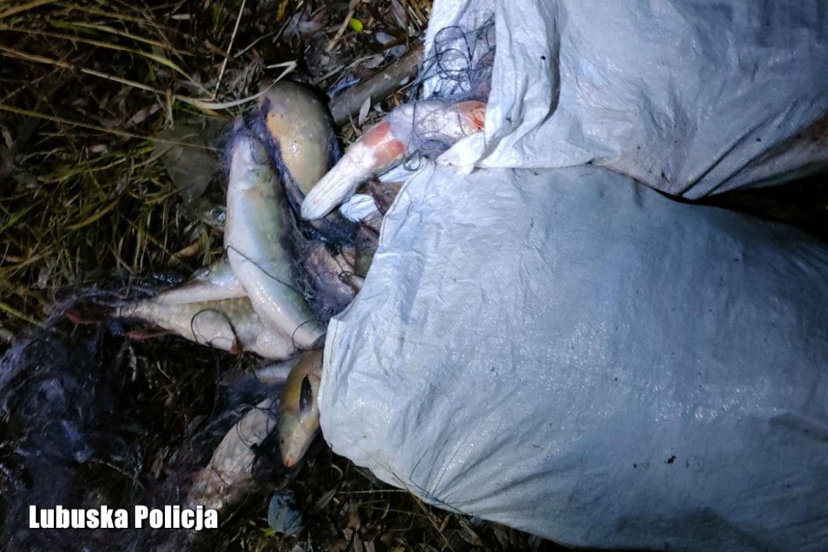 Kłusowali na oczach policji