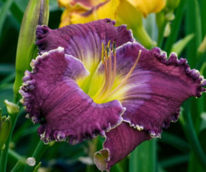 liliowce